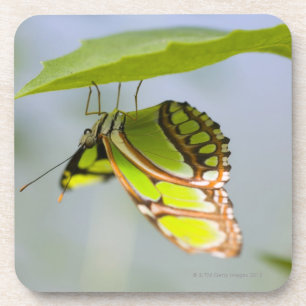 Dessous-de-verre Papillon de malachite sur la feuille