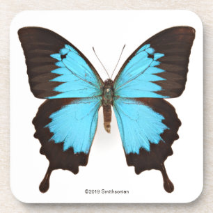 Dessous-de-verre Papillon d'Ulysse