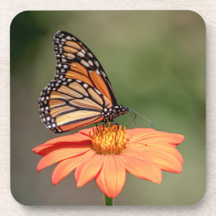 Dessous-de-verre Papillon Monarque sur une fleur d'orange