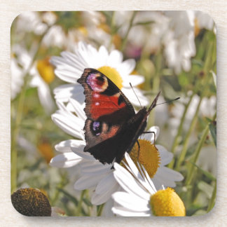 Dessous-de-verre Papillon noir violet rouge sur les marguerites