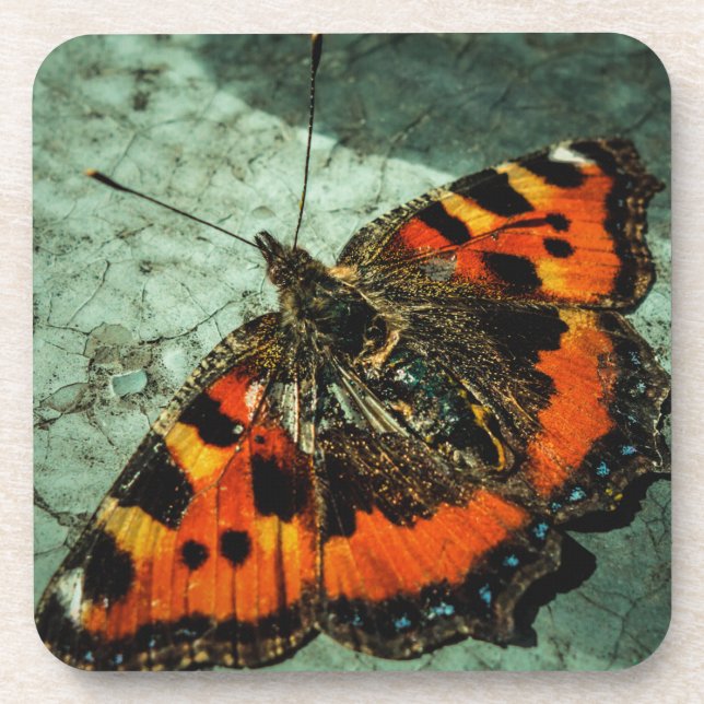 Dessous-de-verre Papillon tortue anniversaire Grunge (Devant)