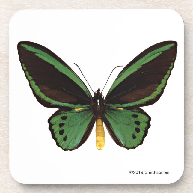 Dessous-de-verre Papillon vert de Birdwing (Devant)