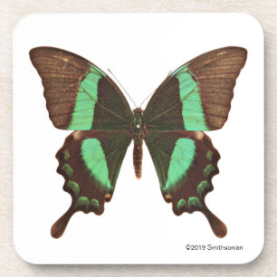 Dessous-de-verre Papillon vert de machaon