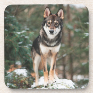 Dessous-de-verre Pâques à boisson Wolfdog