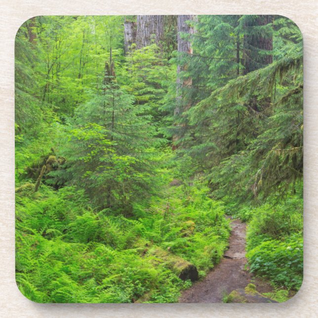 Dessous-de-verre Parc national Olympique, sentier forestier (Devant)