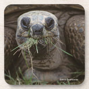 Dessous-de-verre Pâturage de tortue d'Aldabra