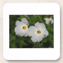 Pavots botaniques à fleurs blanches