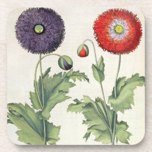 Dessous-de-verre Pavots : incarnato de multiplici du flore