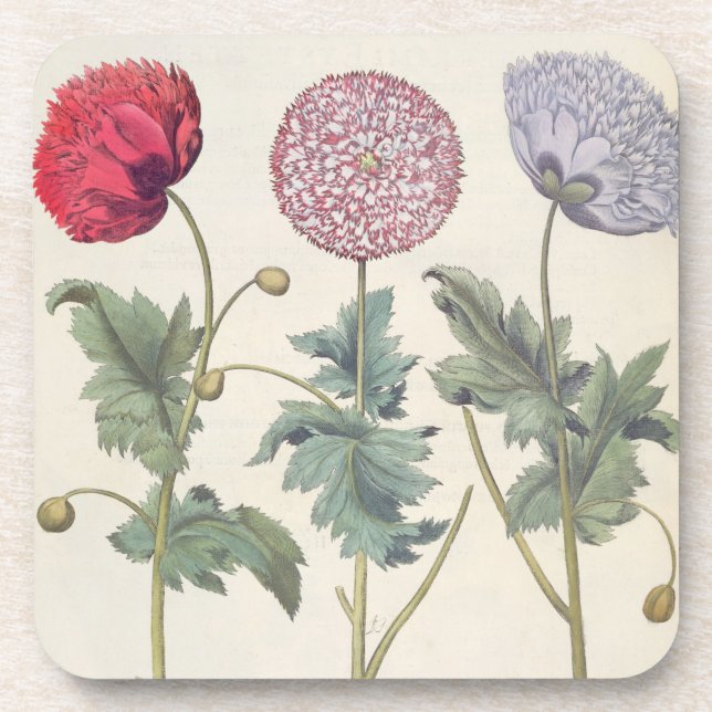 Dessous-de-verre Pavots : rubicundis multiplex des albumoris (Devant)