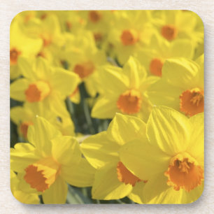 Dessous-de-verre Pays-Bas, Hollande, Lisse, Jardins de Keukenhof,