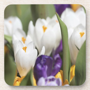Dessous-de-verre Pays-Bas, Keukenhoff Gardens, Tulips.