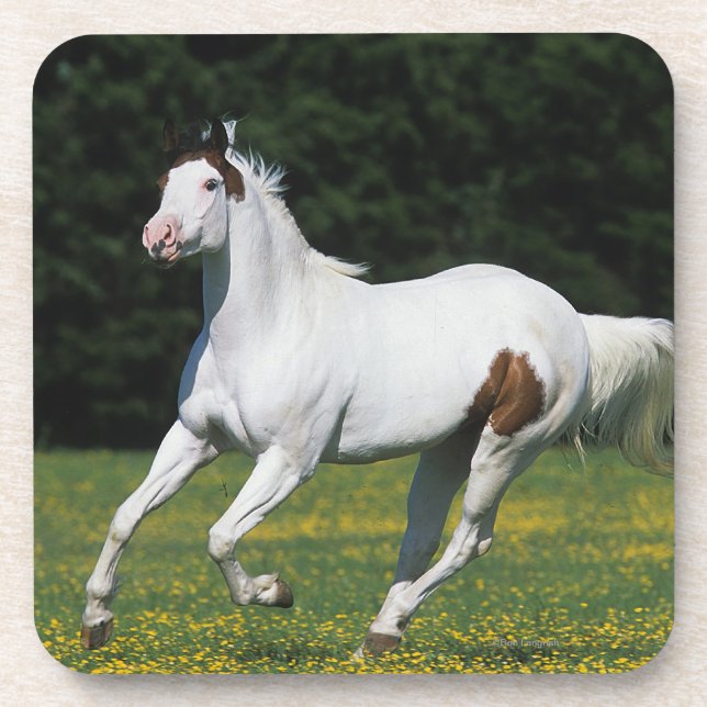 Dessous-de-verre Peignez le cheval fonctionnant dans le domaine (Devant)