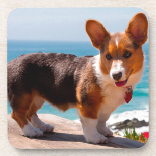 Dessous-de-verre Pembroke Welsh Corgi puppy standing on table
