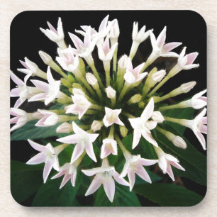 Dessous-de-verre Pentas blancs
