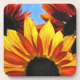 Dessous-de-verre Pétales de tournesol