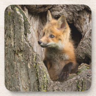 Dessous-de-verre Petit Renard rouge dans un arbre Hollow