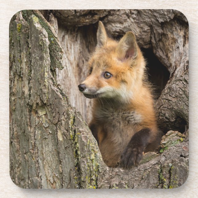 Dessous-de-verre Petit Renard rouge dans un arbre Hollow (Devant)