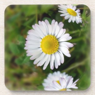 Dessous-de-verre Petites marguerites