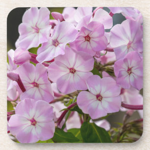 Dessous-de-verre Phlox rose