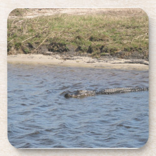 Dessous-de-verre Photo de faune d'alligator américain nageant dans