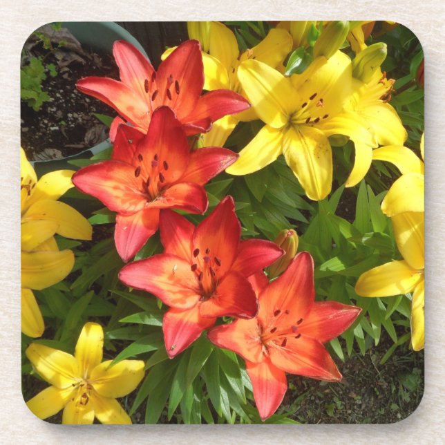 Dessous-de-verre Photo Lily de Fleur Jaune et Rouge Conçue (Devant)