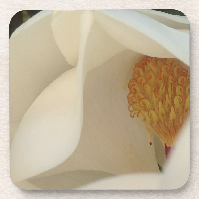 Dessous-de-verre Photographie de Magnolia Floral Fine Art (Devant)