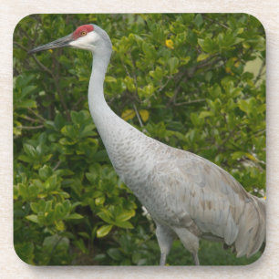 Dessous-de-verre Photographie d'oiseau de grue de Sandhill