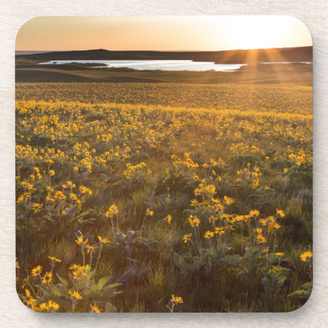 Dessous-de-verre Pied de flèche Balsamroot Fleurs sauvages (Devant)