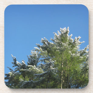 Dessous-de-verre Pin à pointes de neige sur le ciel bleu