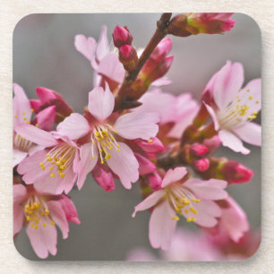 Dessous-de-verre Pink Against A Gray Sky Japanese Cherry Blossoms