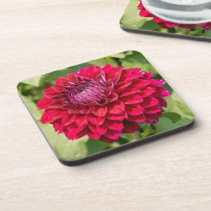 Dessous-de-verre Pink Dahlia, Belle Photographie Fleur