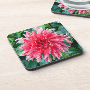 Dessous-de-verre Pink Dahlia Photographie, Beauté canadienne