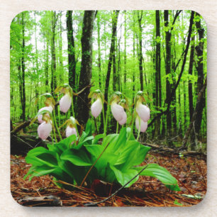 Dessous-de-verre Pink Lady Slipper sauvage orchidée