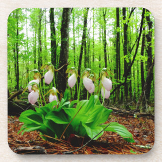 Dessous-de-verre Pink Lady Slipper sauvage orchidée