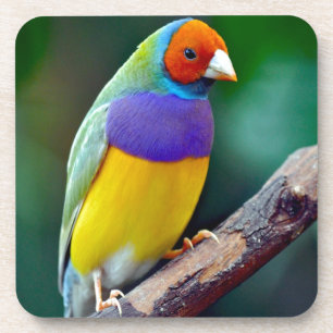 Dessous-de-verre Pinson gouldian coloré