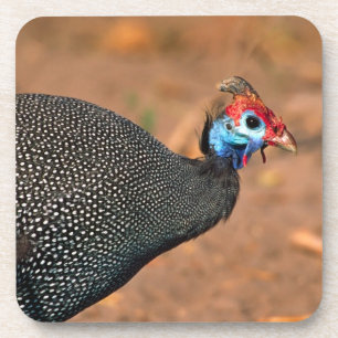 Dessous-de-verre Pintade huppée (Numida meleagris). Afrique,