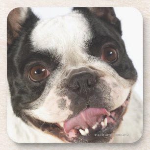 Dessous-de-verre Plan rapproché de Boston Terrier collant le son
