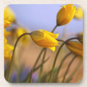 Dessous-de-verre Plan rapproché des jonquilles