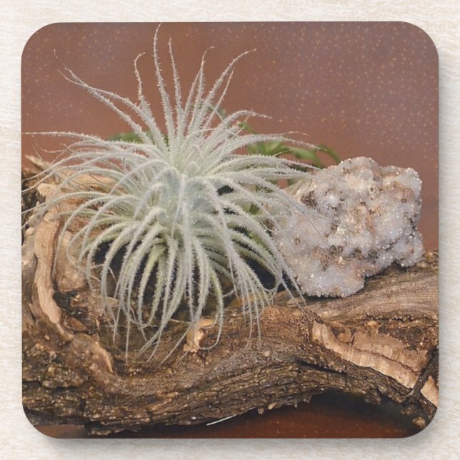 Dessous-de-verre Plante aérien Tillandsia Tectorum (Devant)
