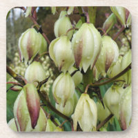 Plante de Yucca