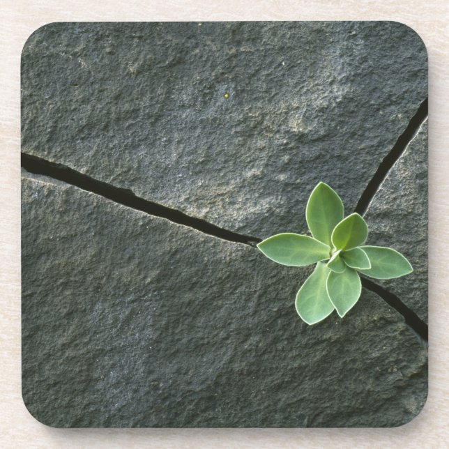 Dessous-de-verre Plante s'élevant à Boulder criqué (Devant)