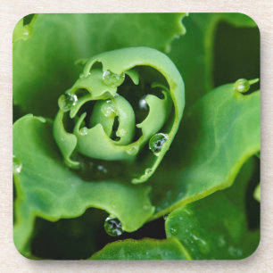 Dessous-de-verre Plante succulente en gros plan avec des gouttelett