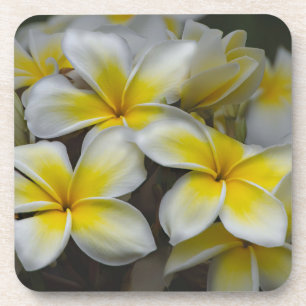 Dessous-de-verre Plumeria jaune blanc