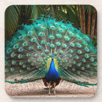Plumes de paon