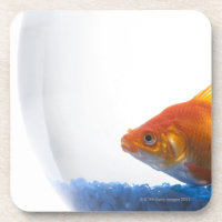Poisson rouge dans la cuvette sur l'arrière - plan
