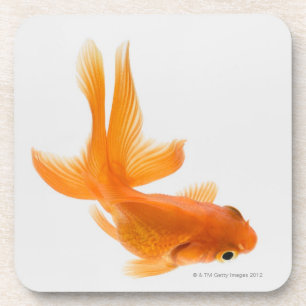 Dessous-de-verre Poisson rouge de rose des vents (auratus de