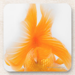 Dessous-de-verre Poisson rouge orange de lionhead (auratus de