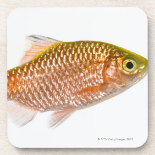 Dessous-de-verre Poissons attrayants de bavure (conchonius de