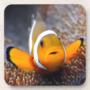 Dessous-de-verre Poissons tropicaux de récif - Clownfish