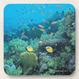 Dessous-de-verre Poissons tropicaux nageant au-dessus du récif